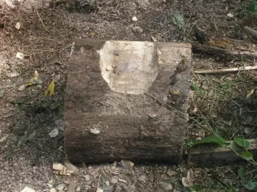 [Hearth.com] Another use for gnarly old yardbird stumps....