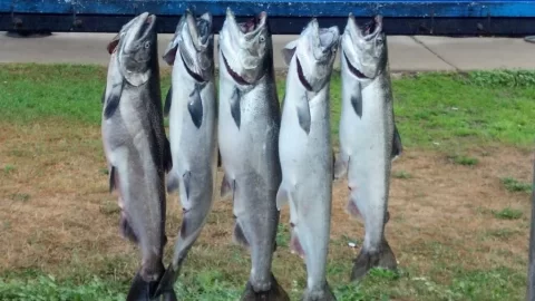 [Hearth.com] Salmon fishing on Lake Michigan