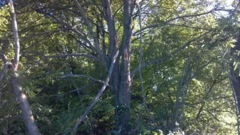 [Hearth.com] What kind of oak is this?