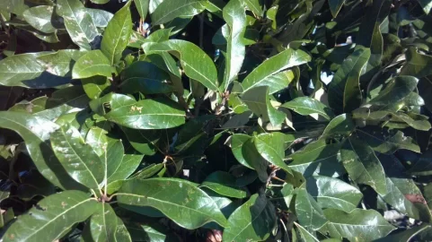 [Hearth.com] What kind of oak is this?