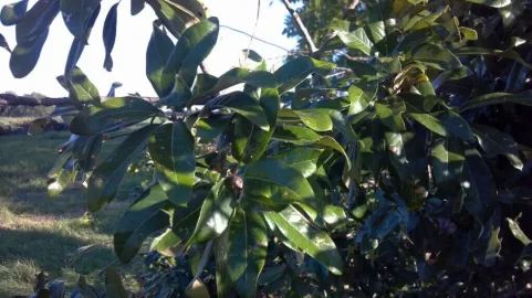 [Hearth.com] What kind of oak is this?