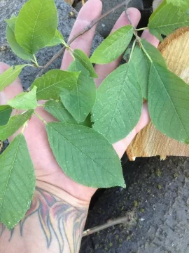 [Hearth.com] Wood ID, May tree??