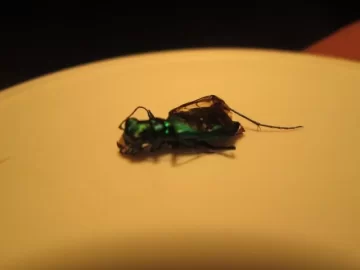 [Hearth.com] EAB officially confirmed in Massachusetts