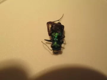[Hearth.com] EAB officially confirmed in Massachusetts