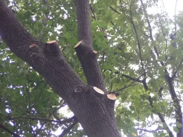 [Hearth.com] Small Mulberry  Score Right Next Door!