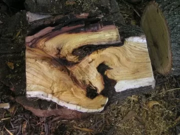 [Hearth.com] Small Mulberry  Score Right Next Door!