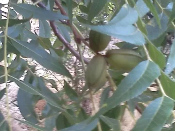 [Hearth.com] Tree ID- Some Sort Of Chestnut?