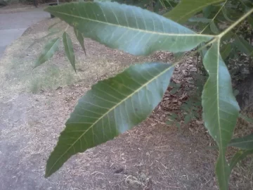 [Hearth.com] Tree ID- Some Sort Of Chestnut?