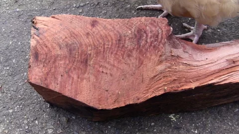 [Hearth.com] Raw Red Oak?
