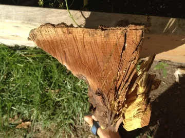 [Hearth.com] Please help ID this log