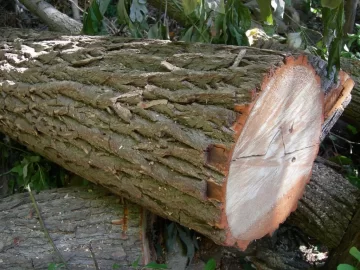 [Hearth.com] Wood ID