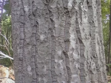 [Hearth.com] Tree ID #1