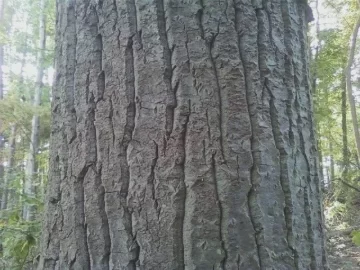 [Hearth.com] Tree ID #1