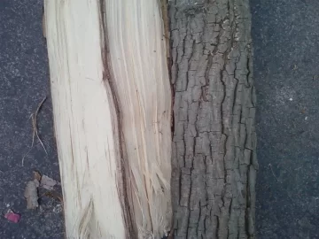 [Hearth.com] Tree ID #1