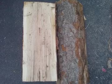 [Hearth.com] Tree ID #1