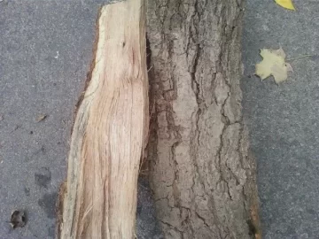 [Hearth.com] Tree ID #2