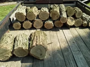 [Hearth.com] Little BLT yesterday morning (Black Locust on Trailer)