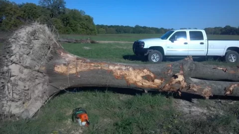 [Hearth.com] What kind of oak is this?