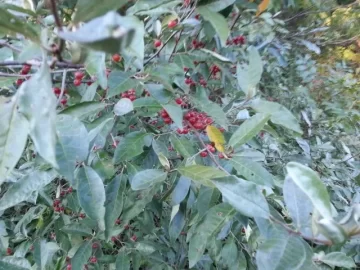 [Hearth.com] Bushes taking over
