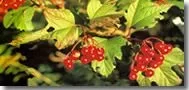[Hearth.com] Bushes taking over