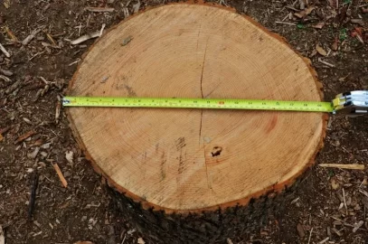 [Hearth.com] Big Ash Is Down