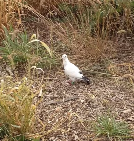 [Hearth.com] This guy was overseeing my work today