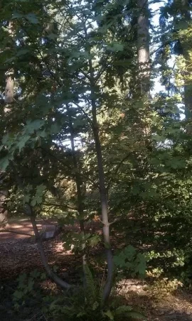 [Hearth.com] Big Leaf Maple
