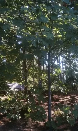 [Hearth.com] Big Leaf Maple