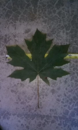 [Hearth.com] Big Leaf Maple