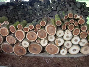 [Hearth.com] Thought this was elm, now not so sure
