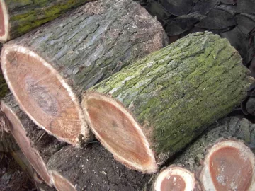 [Hearth.com] Thought this was elm, now not so sure