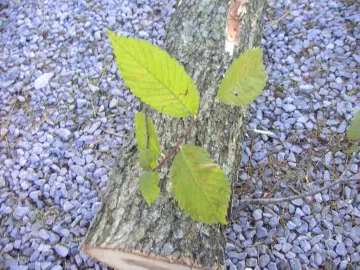 [Hearth.com] Thought this was elm, now not so sure