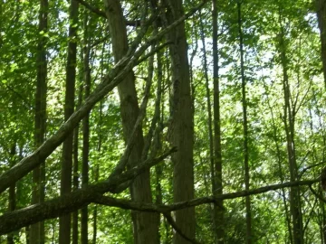 [Hearth.com] Hanger, future project