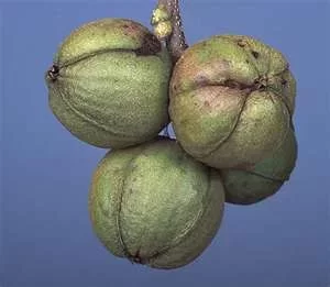 [Hearth.com] what kind of tree is this?
