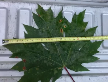 [Hearth.com] Big Leaf Maple