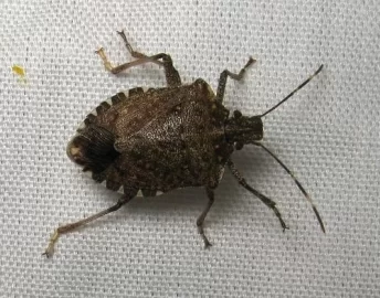 [Hearth.com] Stink bugs are back!!!!