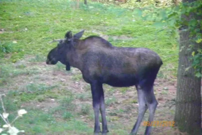 [Hearth.com] Small Bull Moose