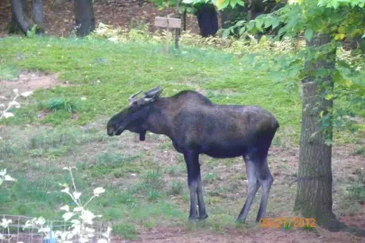 [Hearth.com] Small Bull Moose