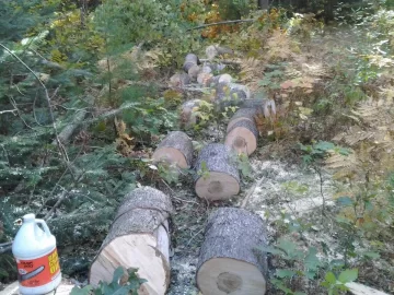[Hearth.com] Started on the Maple I cut down.