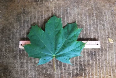 [Hearth.com] Big Leaf Maple