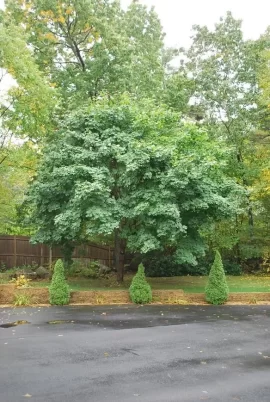 [Hearth.com] Big Leaf Maple