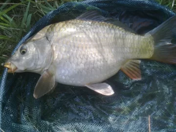 [Hearth.com] Struck gold......fish !
