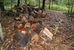 sept 2012 and firewood 007.JPG