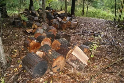 [Hearth.com] 2014/15 done - saws?