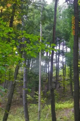 [Hearth.com] Ironwood with some dead standing.