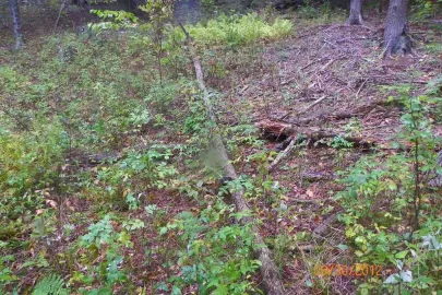 [Hearth.com] Ironwood with some dead standing.