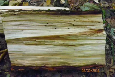 [Hearth.com] Basswood?