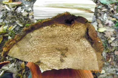 [Hearth.com] Basswood?