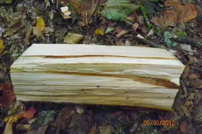 [Hearth.com] Basswood?