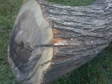 [Hearth.com] Wood ID pleasd